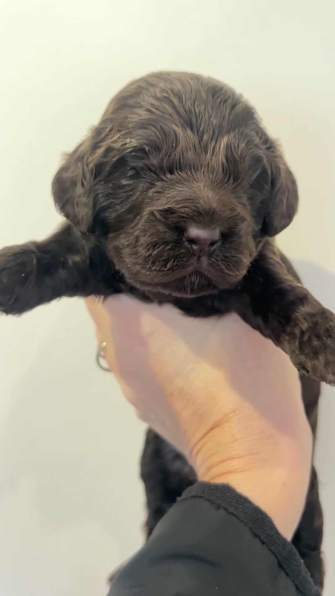 Cockapoo dogs for sale: New Litter Show Type Cockapoo Puppies  - Video 1