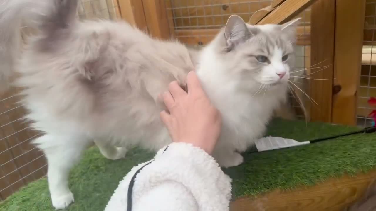 Ragdoll cats for sale: 🌸Active Female Ragdolls GCCF/TICA🌸 - Video 2