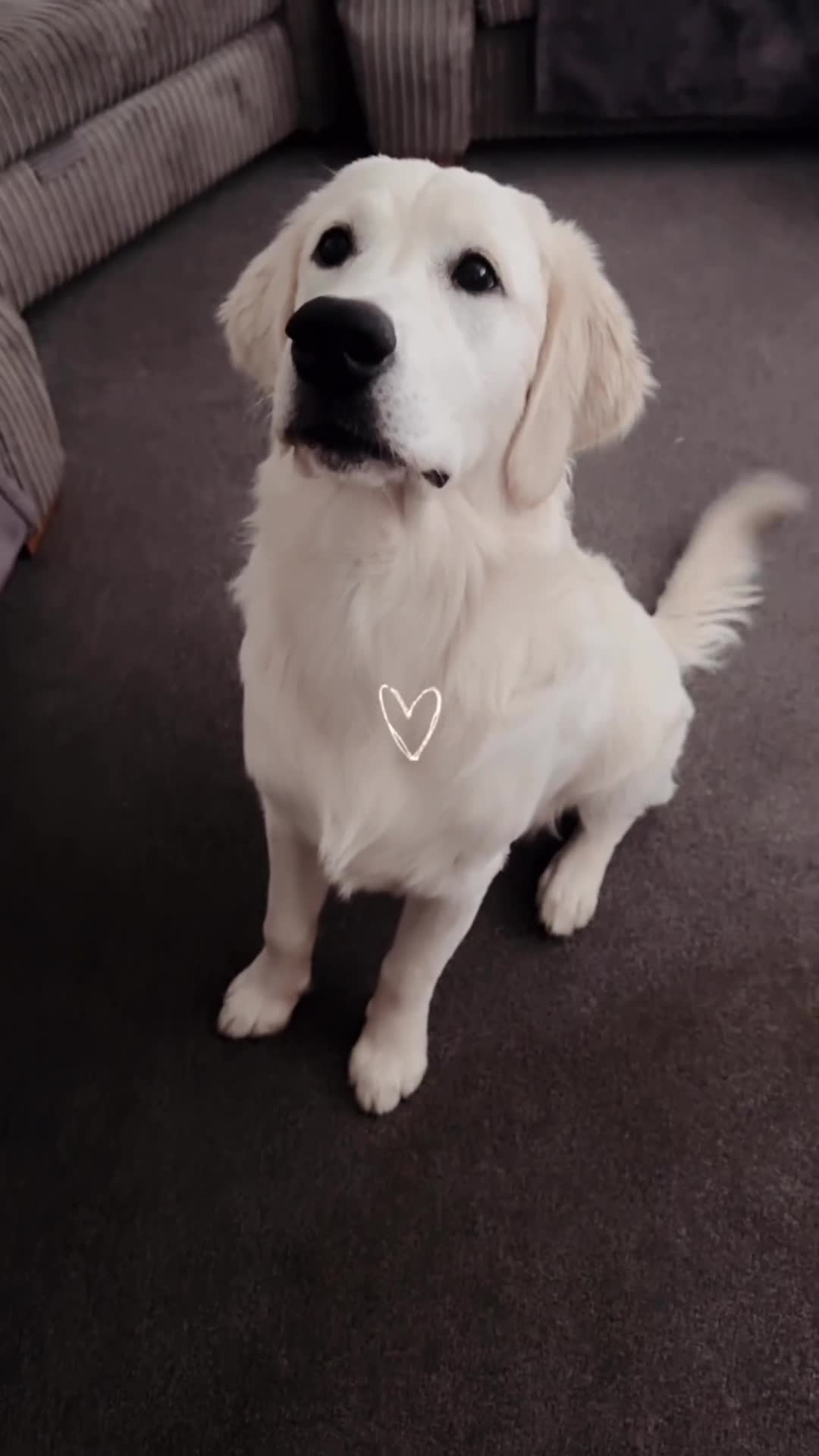 Golden Retriever dogs for stud: Bear -Now available for stud  - Video 2