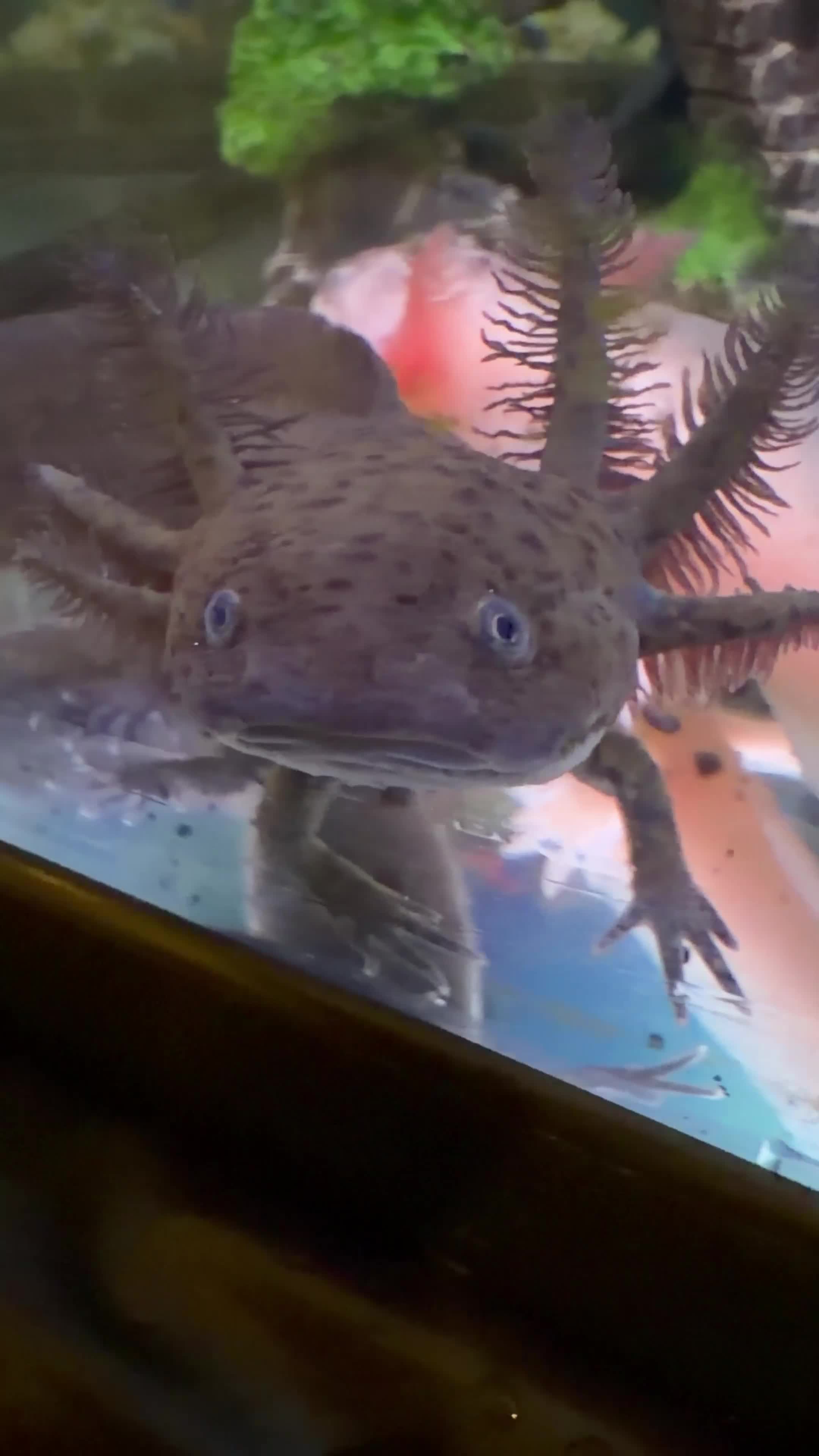 Axolotl reptiles for sale: Wildtype baby axolotl in Dundee - Video 1
