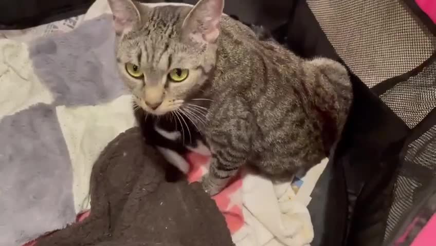 Mixed Breed cats for sale: 🐾 Friendly 8wk Kitten – Ready Today – £300🐾 - Video 1