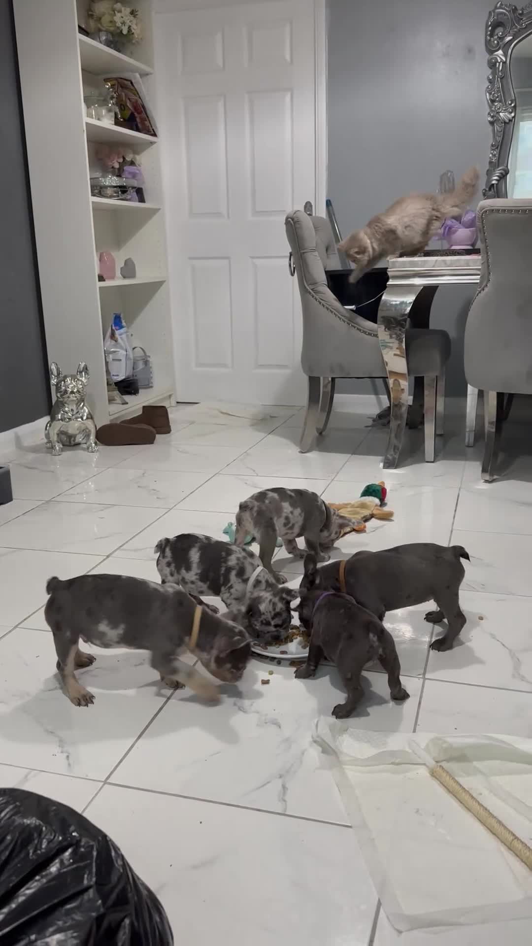 French Bulldog dogs for sale: Lilac carrying fluffy  - Video 2