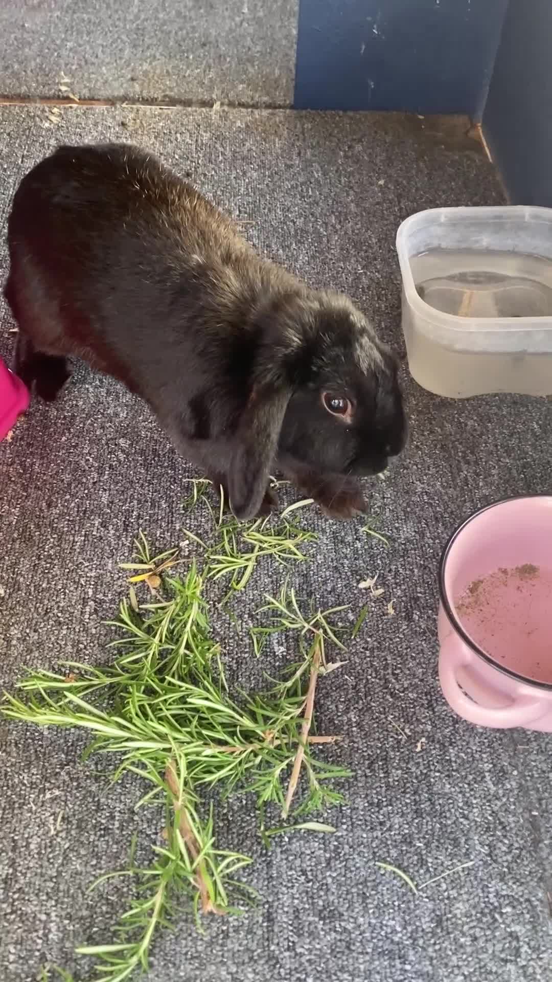 Mini Lop rabbits for sale: Black female mini lop buns  - Video 1