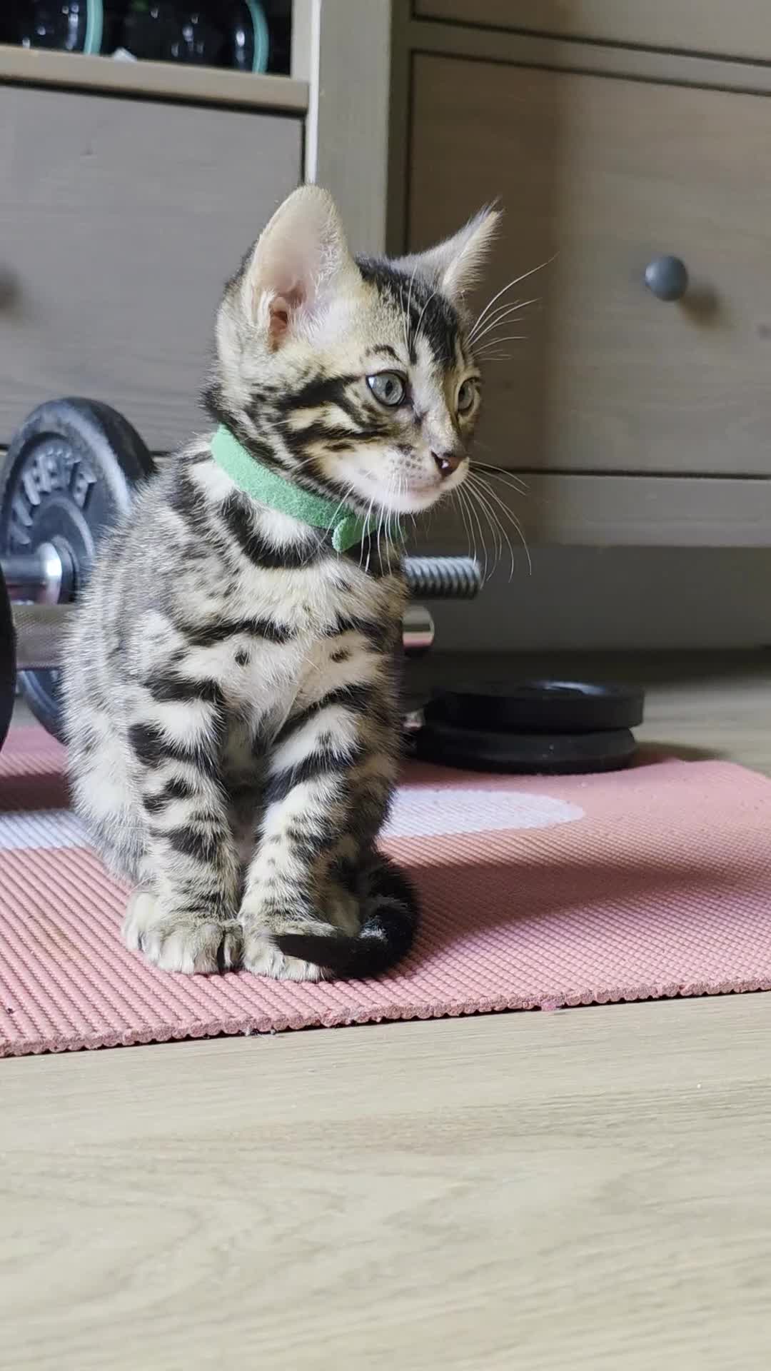 Bengal cats for sale: Pure Pedigree Bengal Kittens – 3 Boys, 2 Girls - Video 5