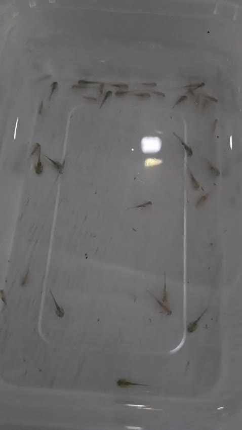 Axolotl reptiles for sale: Various axolotls - Video 1