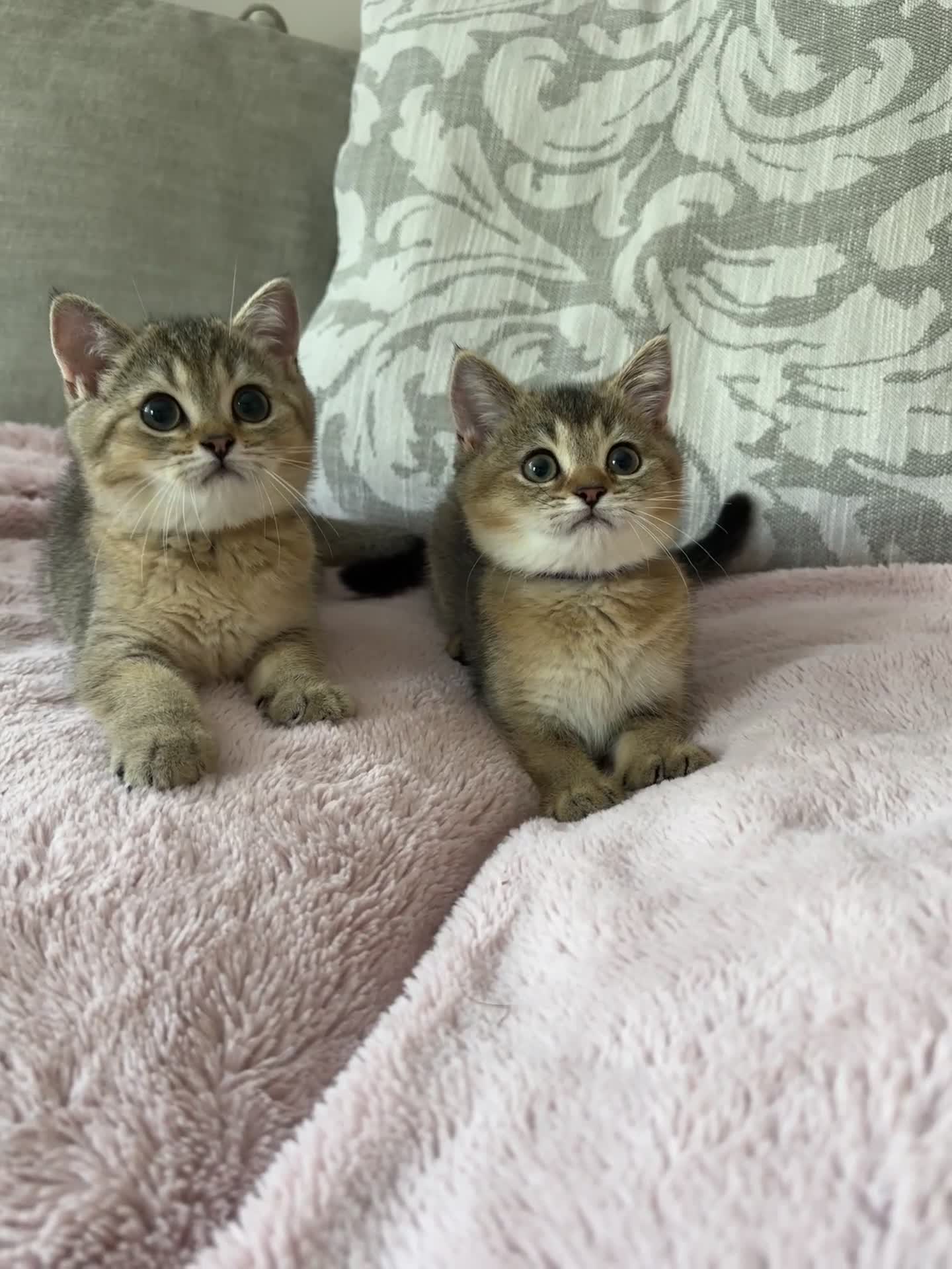 British Shorthair cats for sale: ‼️Ready now, last kitten left TICA registered  - Video 1