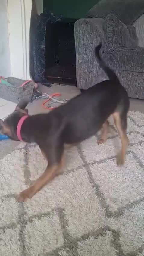 Mixed Breed dogs for sale: Skye  7 month  mix breed  beautiful dog - Video 1