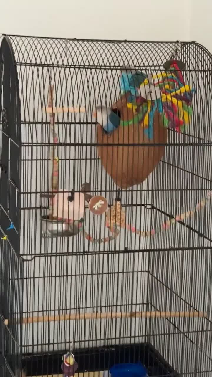 Lovebirds birds for sale: Two bonded Beautiful LoveBirds need forever home - Video 2
