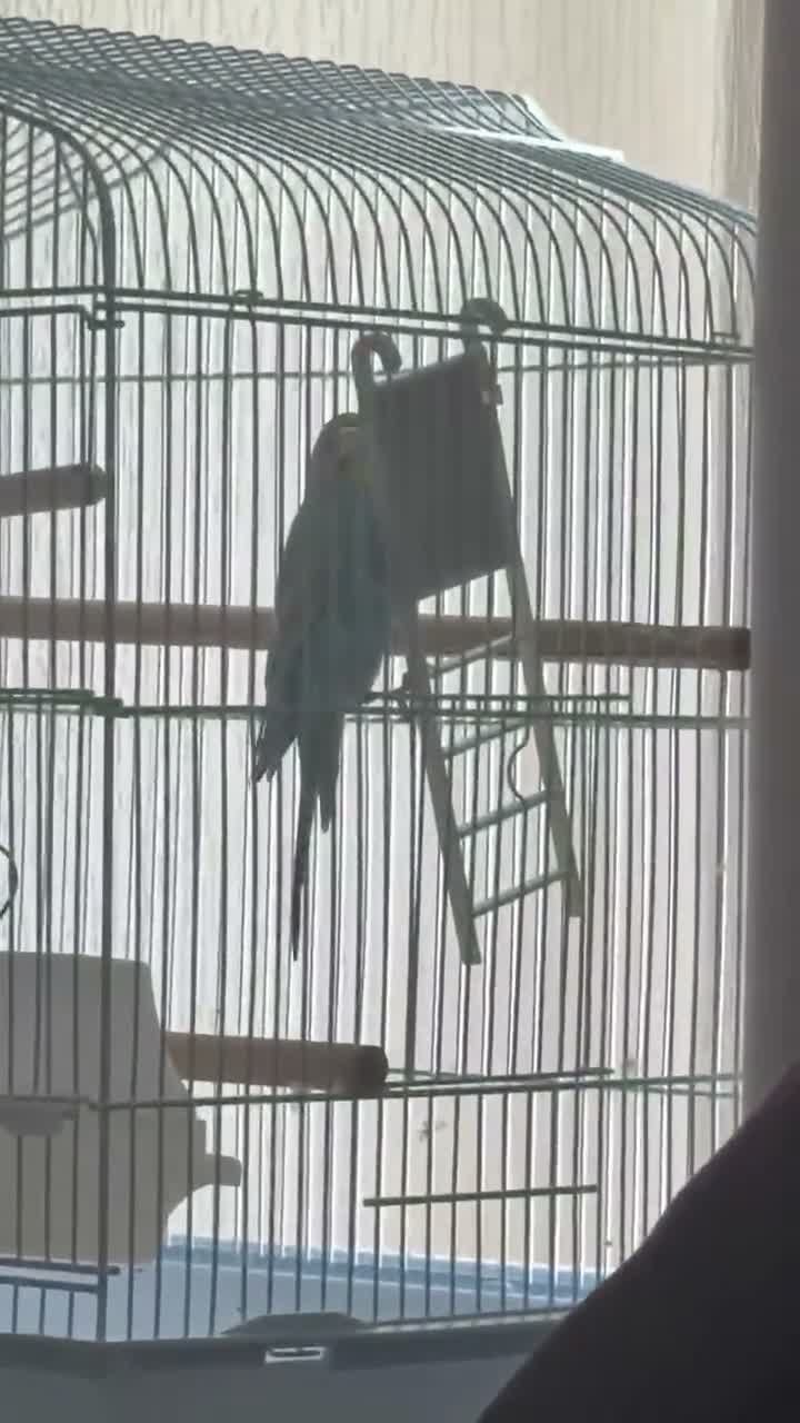 Budgerigars birds for sale: Budgie  - Video 1