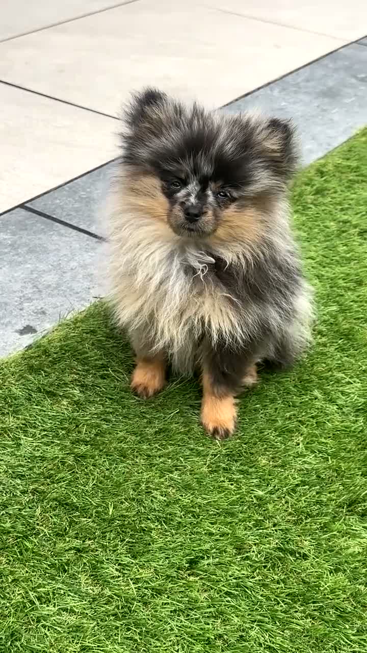 Pomeranian dogs for sale: RARE Merle Pomeranian Champion Lines - Video 1
