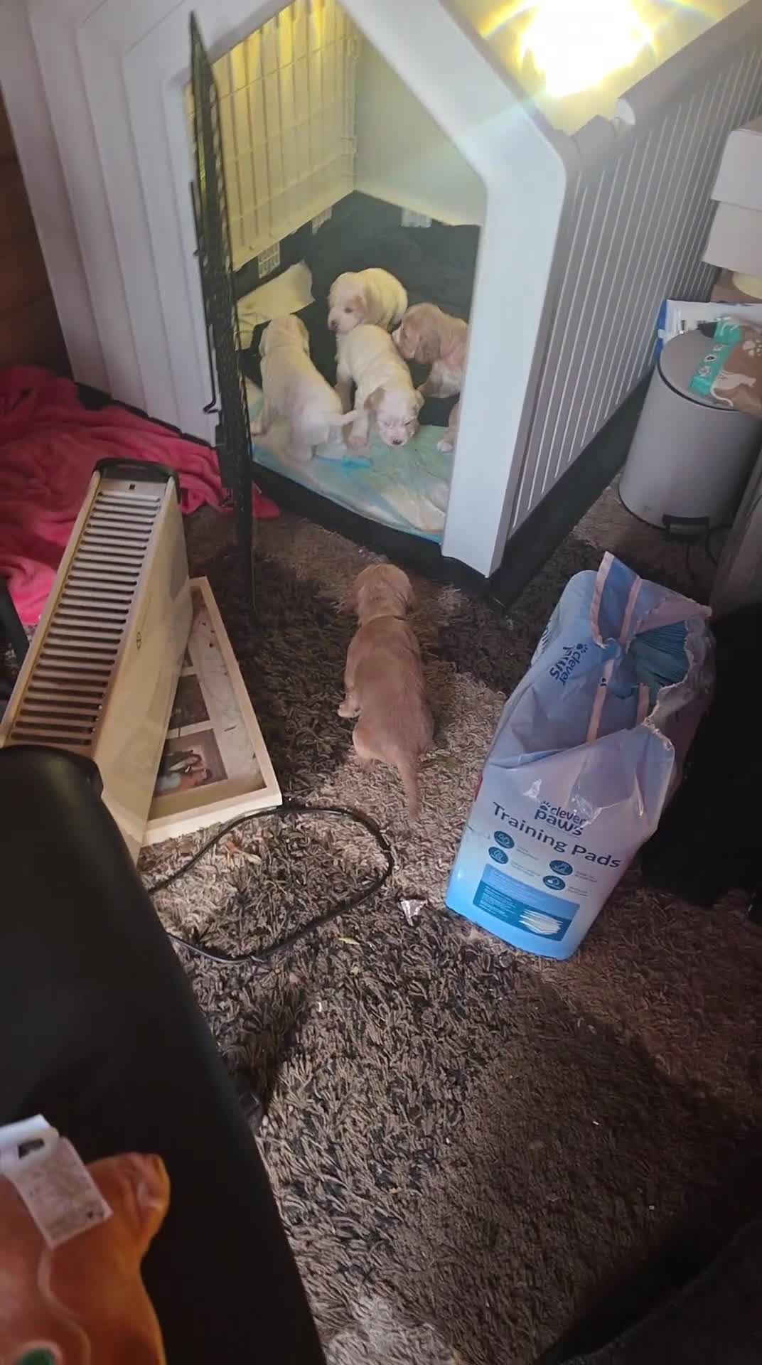 Cocker Spaniel dogs for sale: Cocker spaniel pups - Video 2