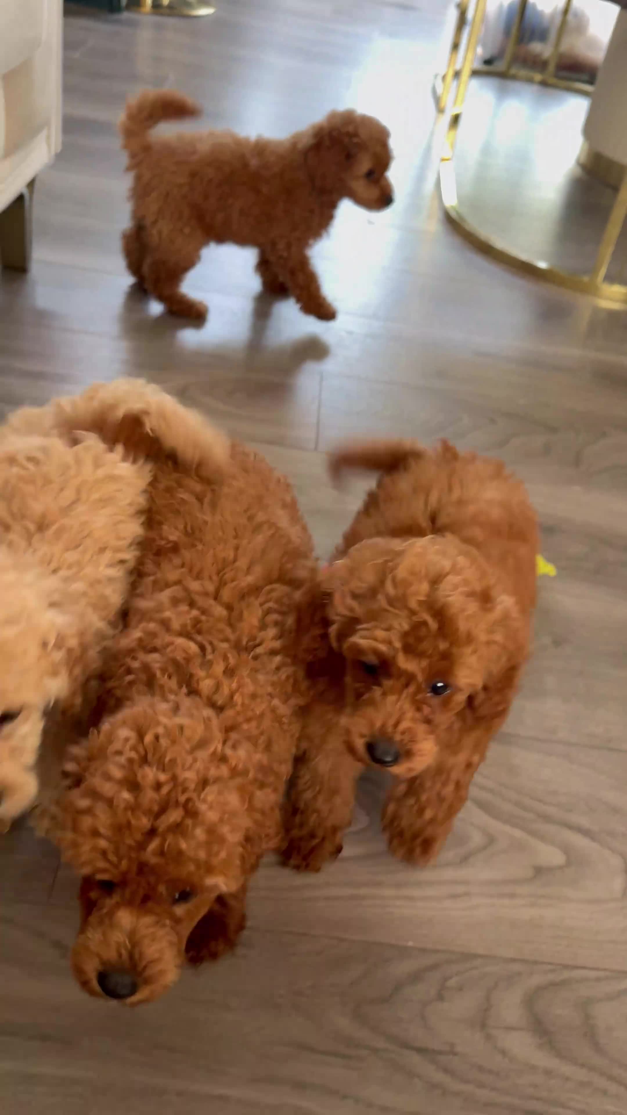 Toy Poodle dogs for sale: Last girl KC Register Toilet Trained Toy poodle - Video 2