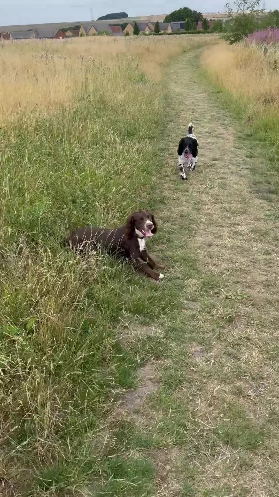 Cocker Spaniel dogs for sale: Working cocker spaniel  - Video 1