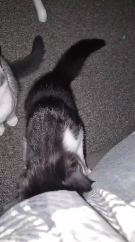 Mixed Breed cats for sale: 2 little boys looking for forever home  in Gloucester - Video 1