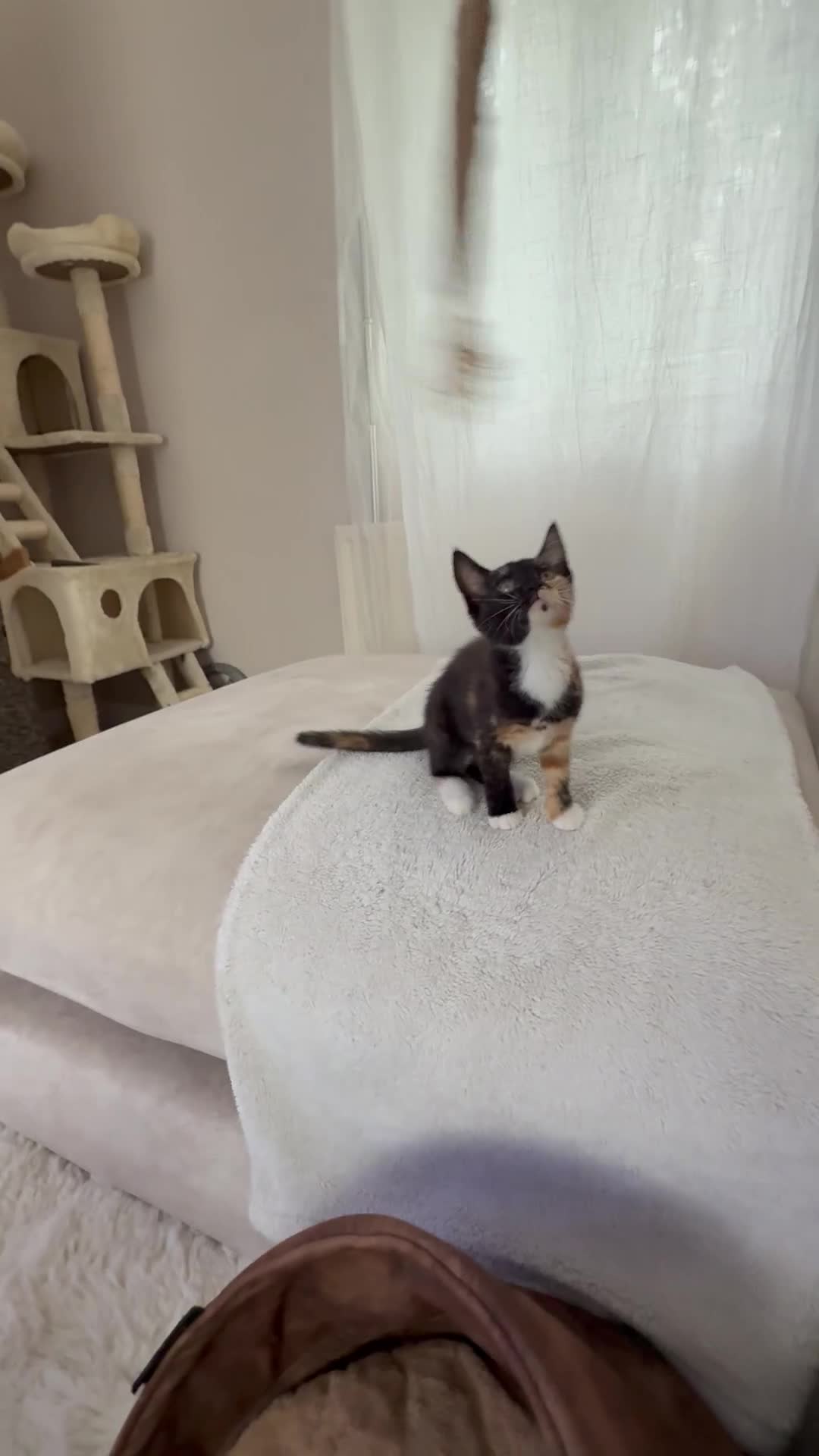 Mixed Breed cats for sale: 1 BEAUTIFUL KITTEN LEFT - 1 BOY! - Video 3