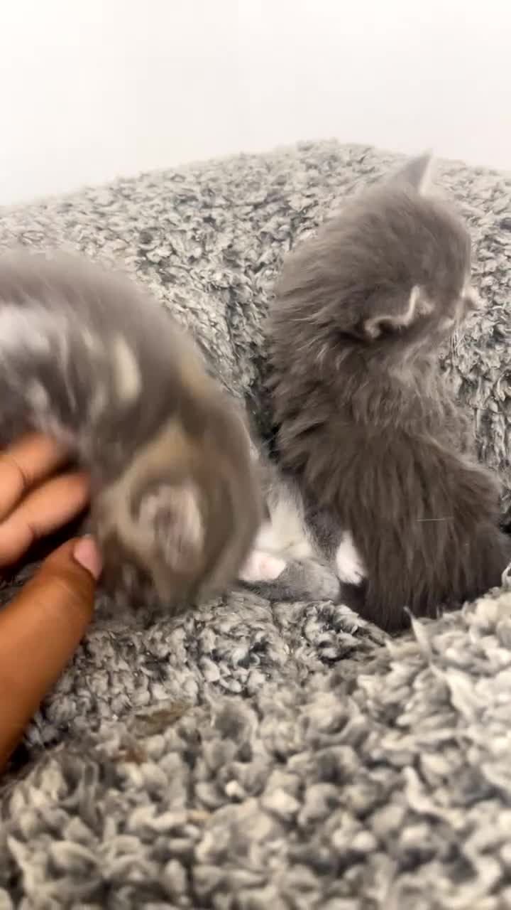 American Shorthair cats for sale: 5 BEAUTIFUL GREY KITTENS - Video 1