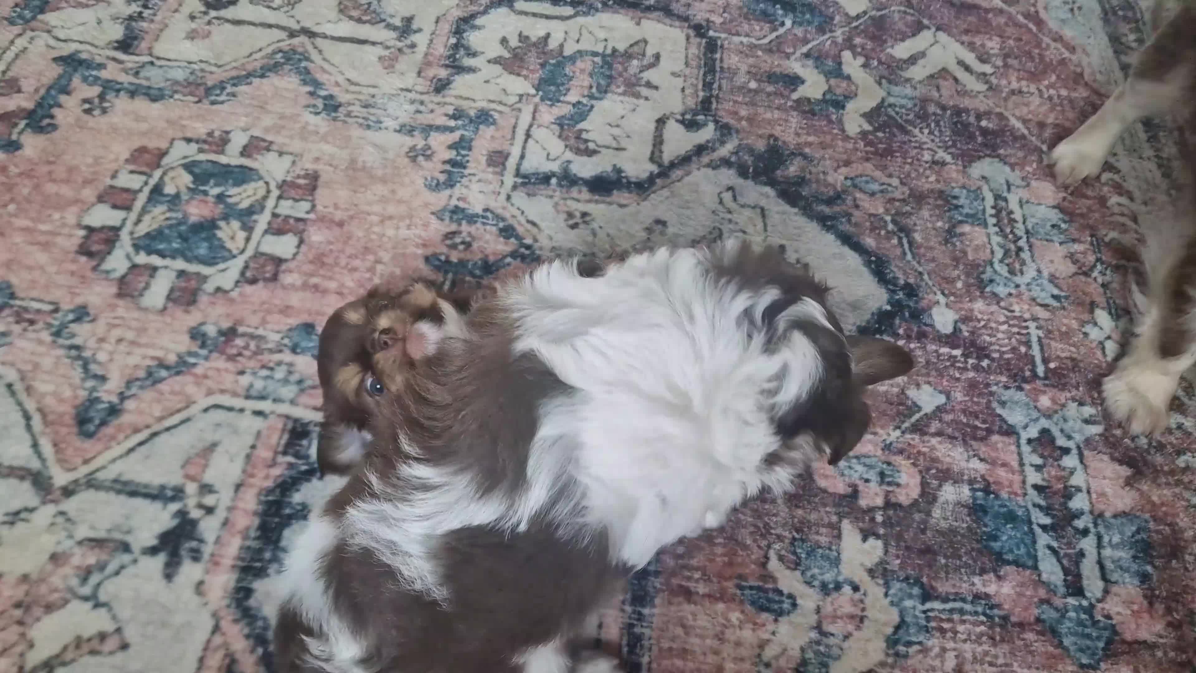 Chihuahua dogs for sale: 💪❤️VET CHECKED❤️💪READY 16th Sep💪❤️ KC CHI pups  - Video 5