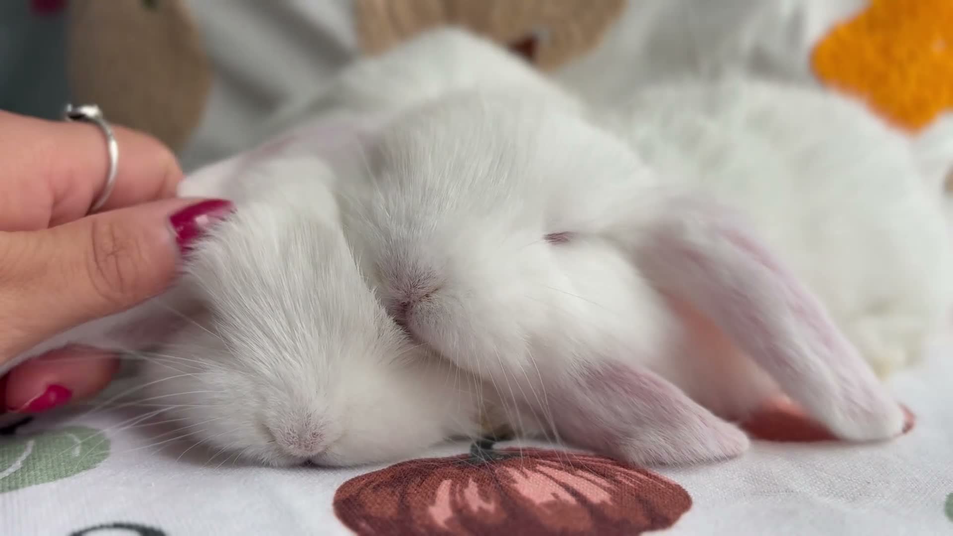 French Lop rabbits for sale: The happy hoppers French lop babies - Video 2
