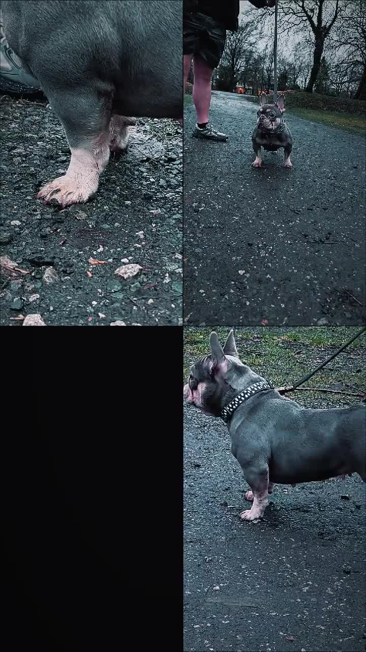 French Bulldog dogs for sale: Adult female  - Video 1