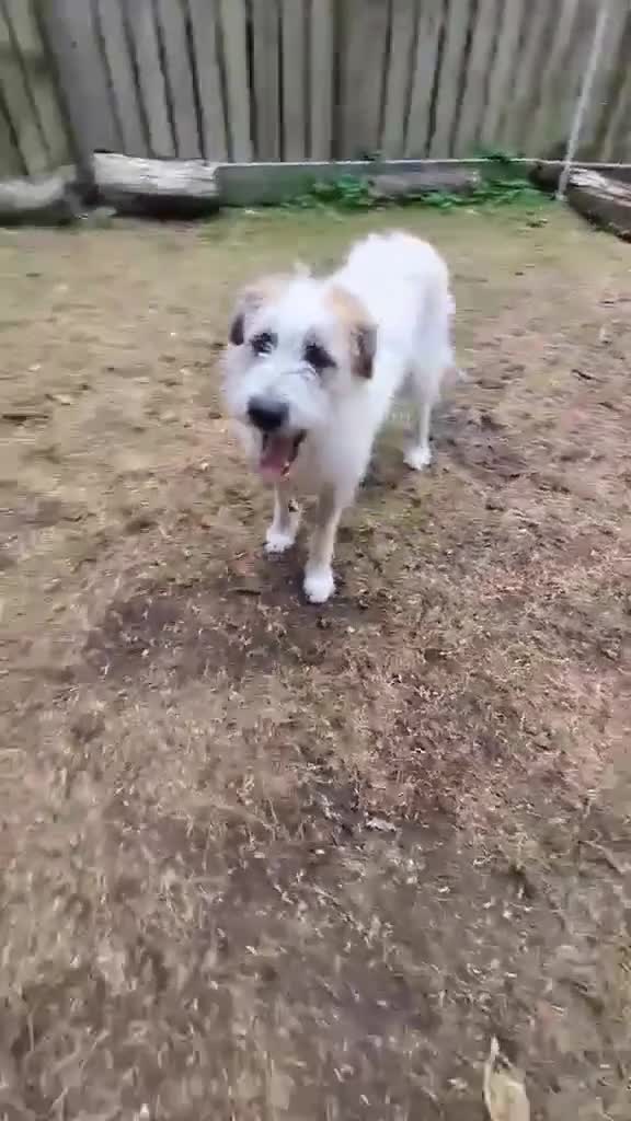 Mixed Breed dogs for adoption: 12 months, F, playful, great with dogs, exp. owner in Malton - Video 2