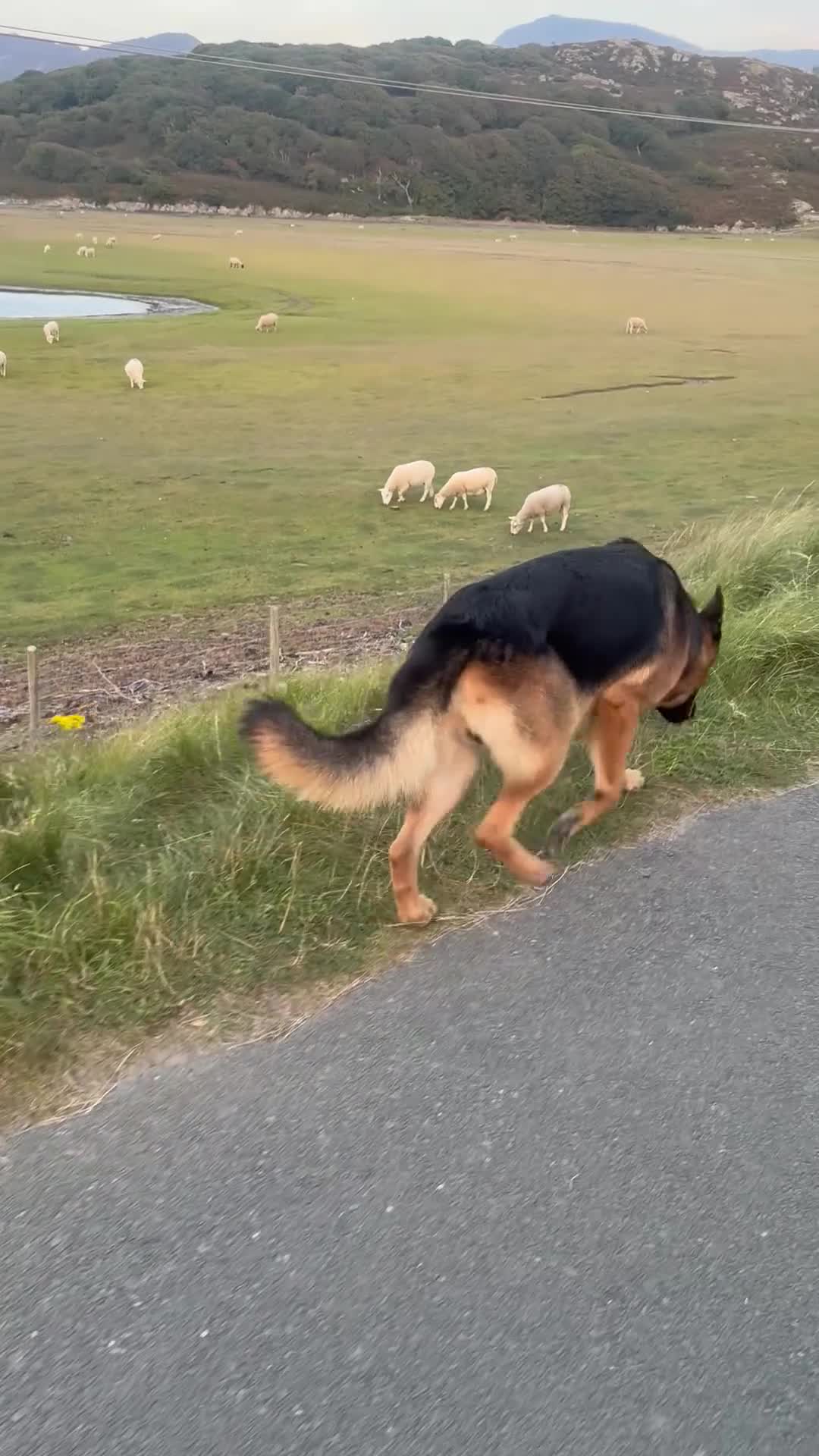 German Shepherd dogs for stud: Handsome GSD "Rafa" - 1st Time Stud. 📍Northwest - Video 2