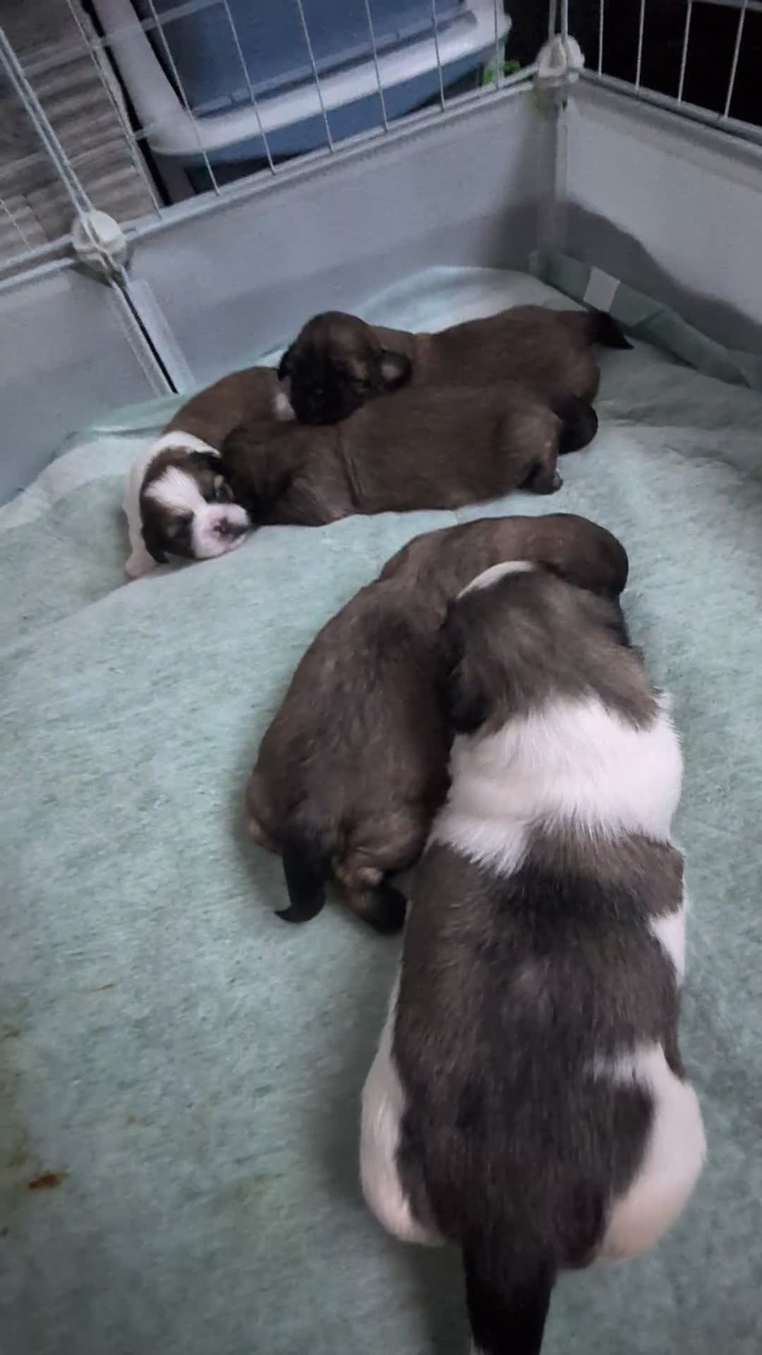 Shih Tzu dogs for sale: Gorgeous 6 weeks old Shih Tzu 2 girls 1 boy left  - Video 2