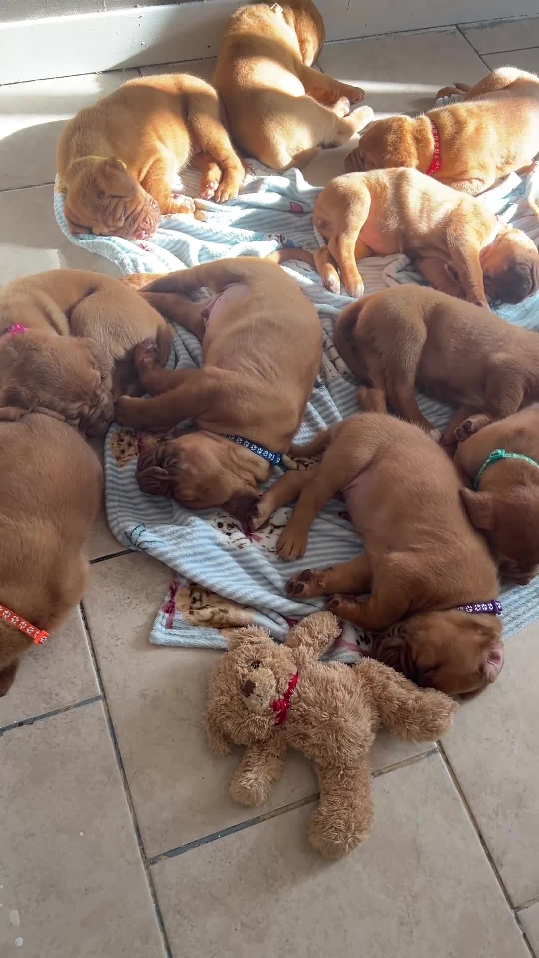 Dogue De Bordeaux dogs for sale: Dogue de Bordeaux 🐶 last 4 remaining 💙💙🩷🩷 - Video 1