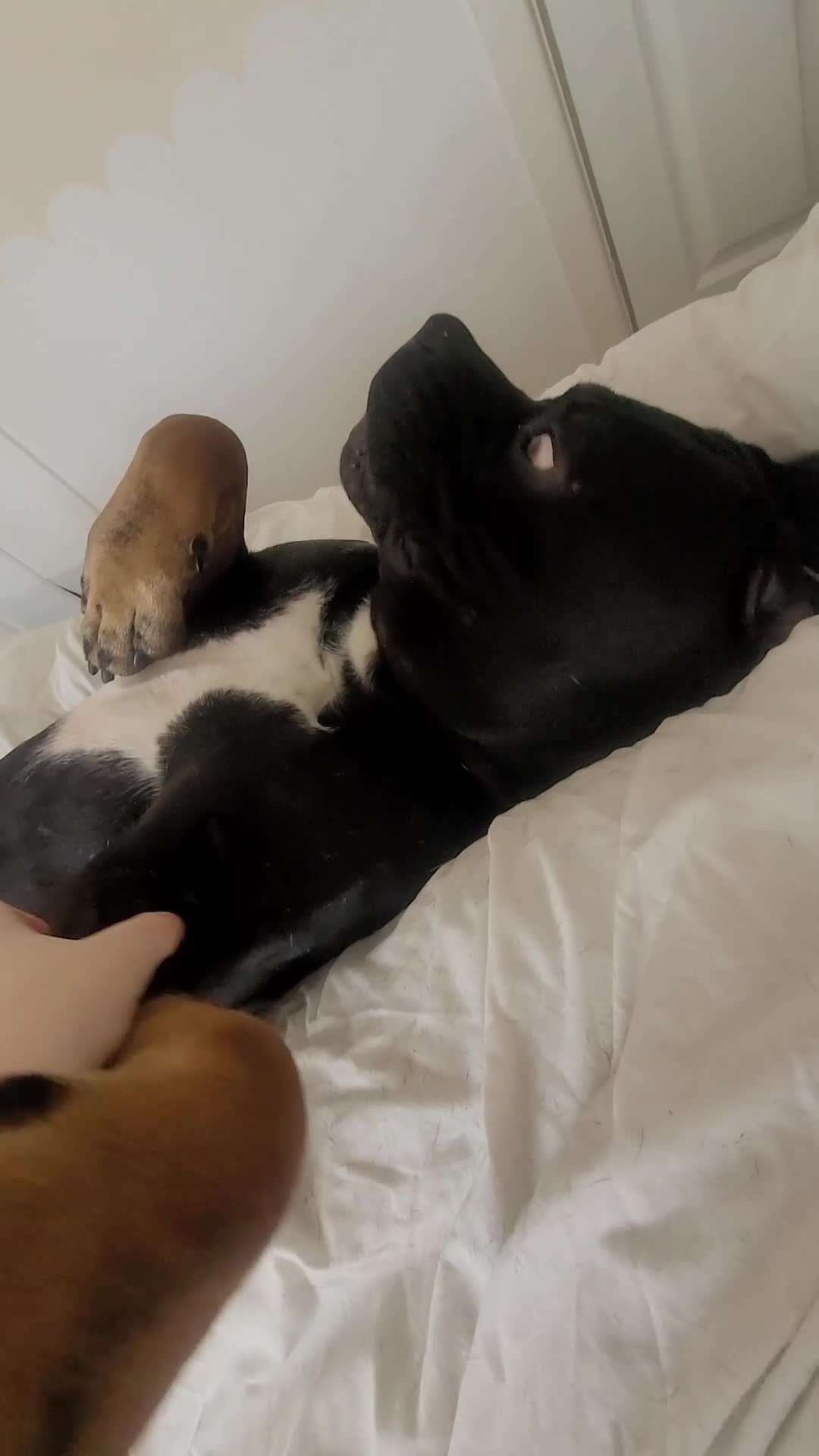 Cane Corso dogs for sale: Beats  - Video 1