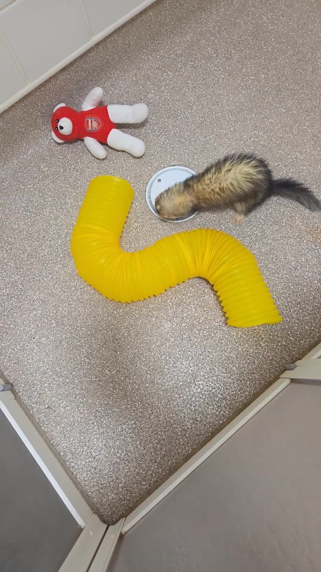 Ferret rodents for sale: Female Ferret Coco in Hull - Video 1