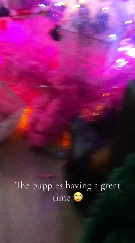 Mixed Breed dogs for sale: adorable puppies are now ready for new homes - Video 3