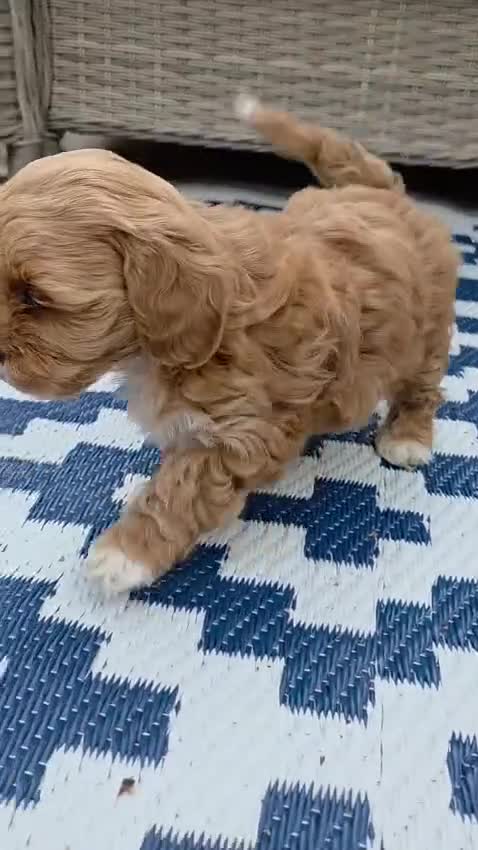 Maltipoo dogs for sale:  Adorable Tiny Toy Maltipoo puppies 🐶 - Video 2
