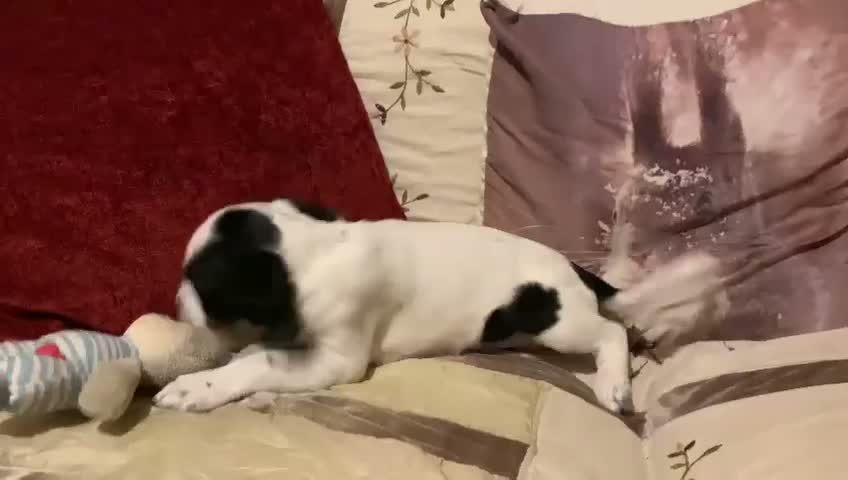 Border Collie dogs for stud: looking for border collie stud in Hamilton - Video 1