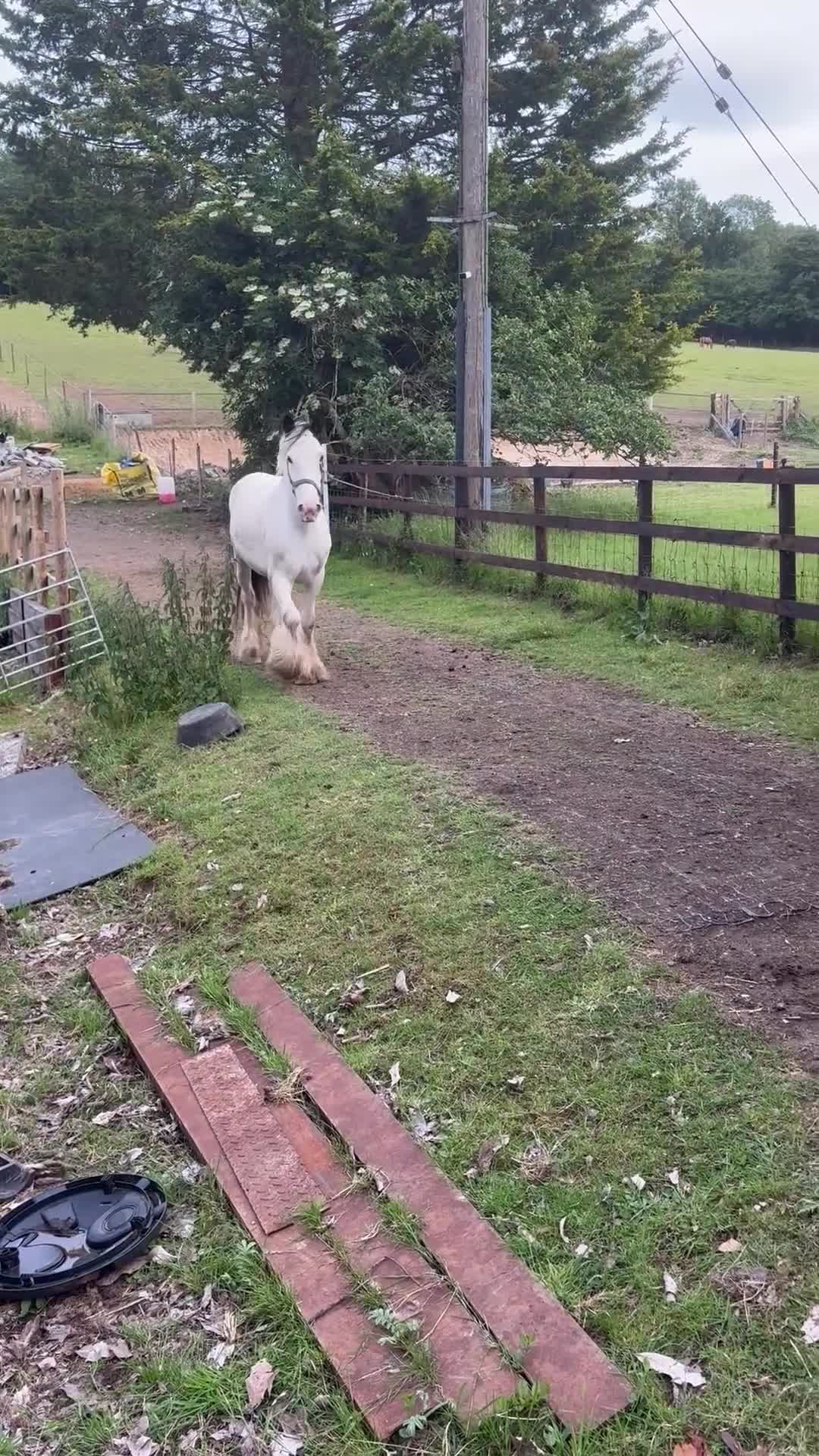 Irish Cob horses for sale: Maximus - Video 1
