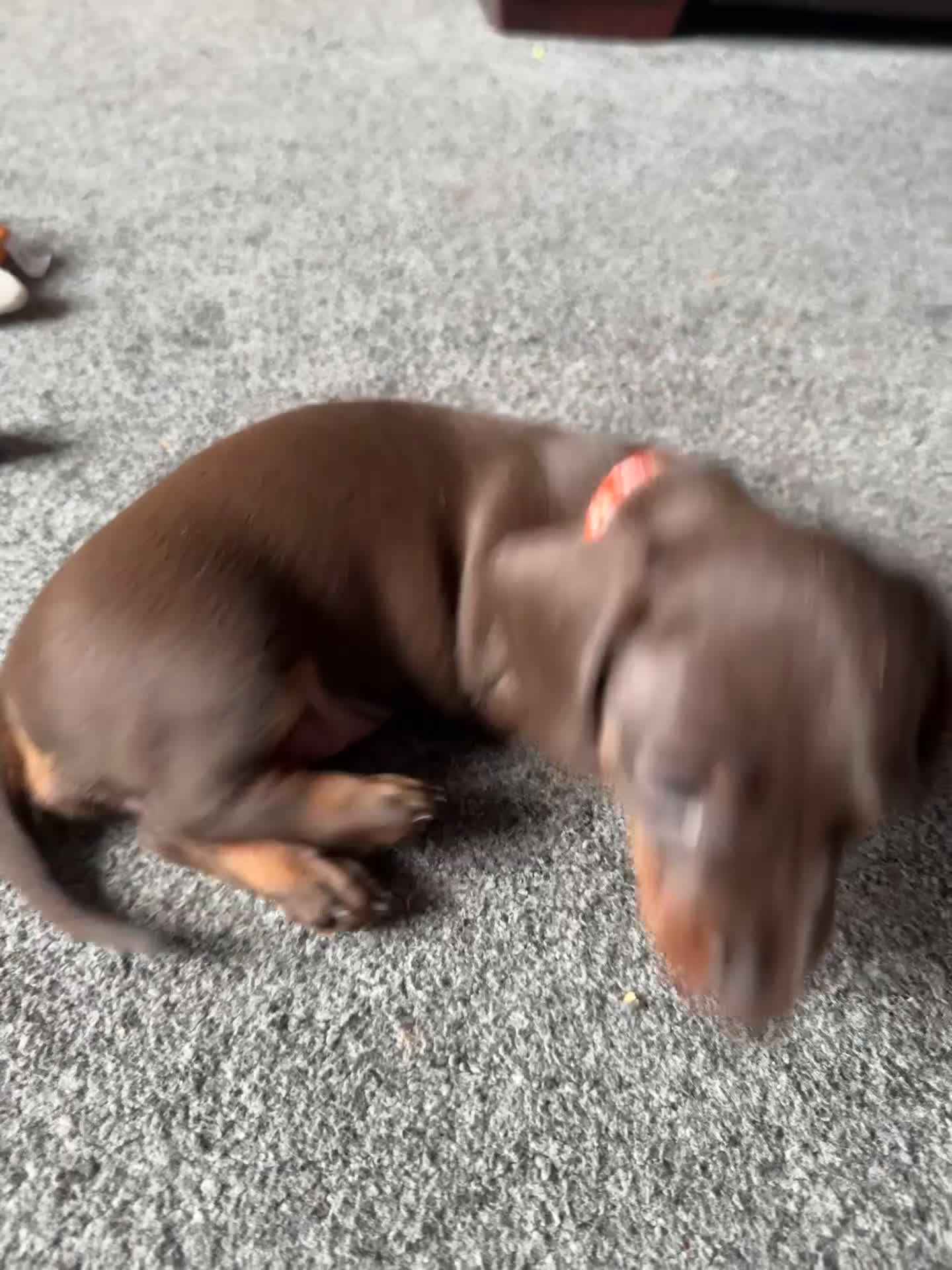Miniature Dachshund dogs for sale: Smooth haired Miniature dachshund - Video 4