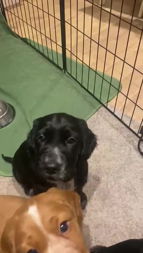 Cocker Spaniel dogs for sale: Cocker Spaniel Puppies - Video 5