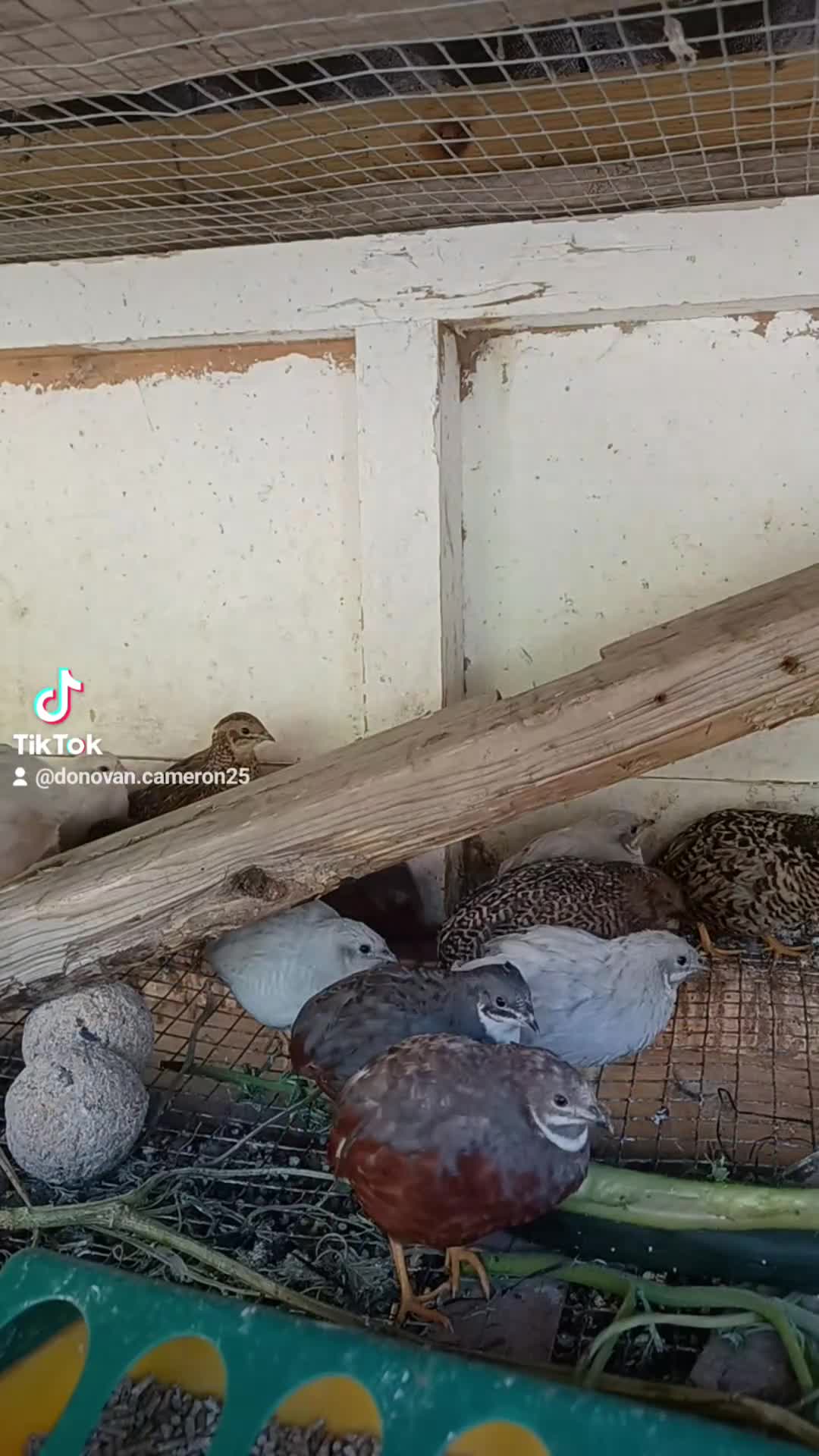 Mixed Breed birds for sale: CPQ quails for sale  in London - Video 2