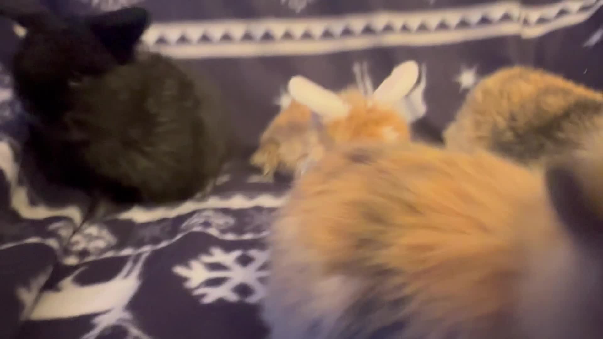 Mini Lop rabbits for sale: Mini lop bunnies  - Video 1