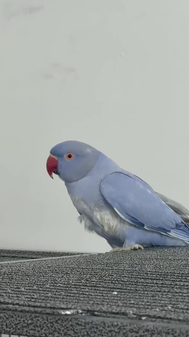 Conures birds for sale: Rare Colour Young Indian Ringneck Parrot & Conures - Video 4