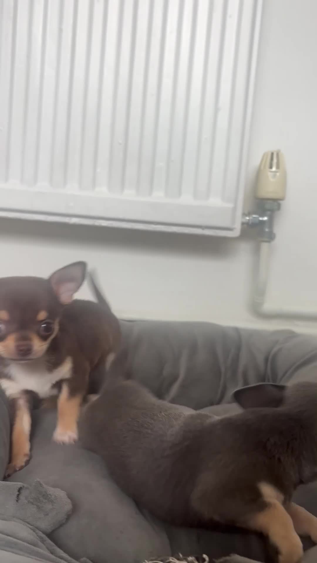 Chihuahua dogs for sale: Tiny chihuahua puppy ready to go now in Nottingham - Video 1