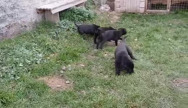 Mixed Breed dogs for sale: Labrador x bullmastiff  - Video 1