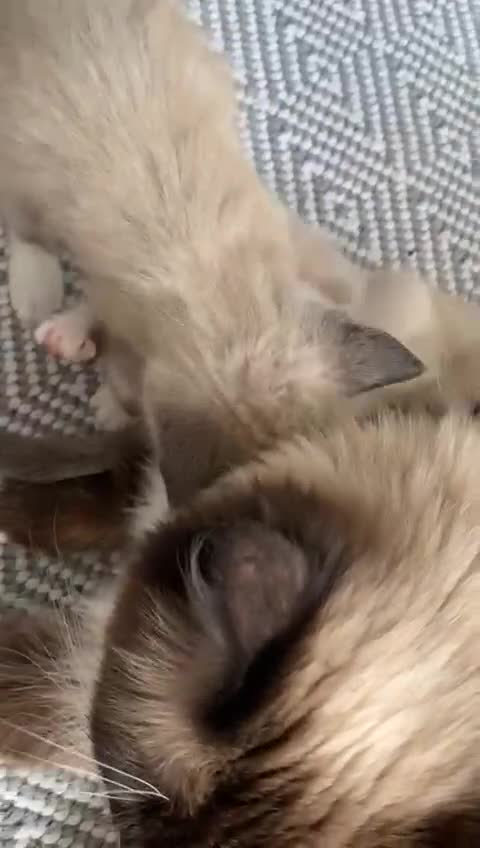 Ragamese cats for sale: ragamese kittens - Video 1