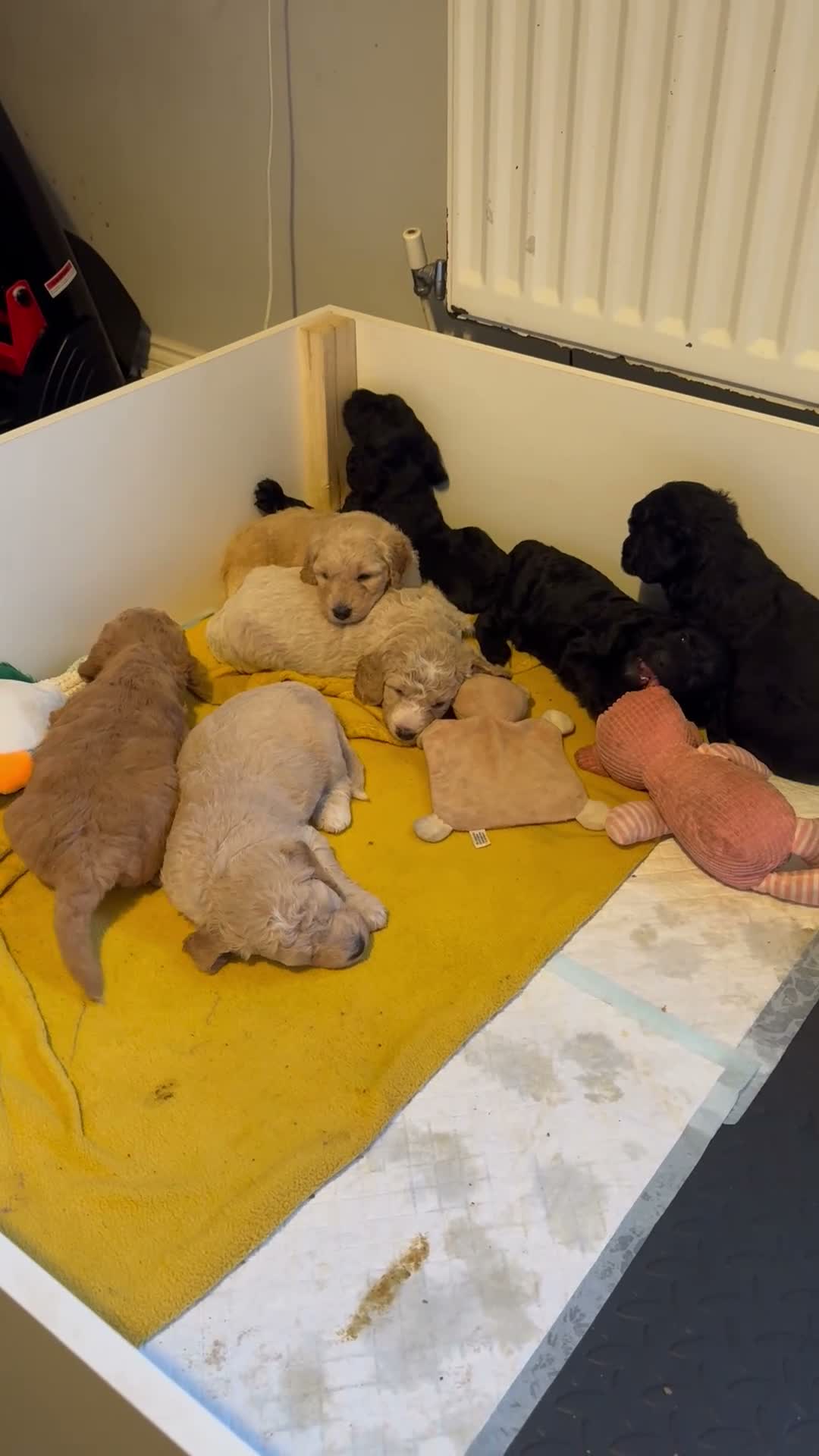 Goldendoodle dogs for sale: Goldendoodle puppies ready to leave ( 1 girl left) - Video 3