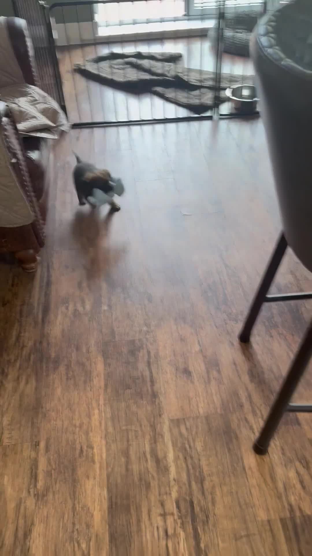 Border Terrier dogs for sale: KCR Border Terrier puppies  - Video 1