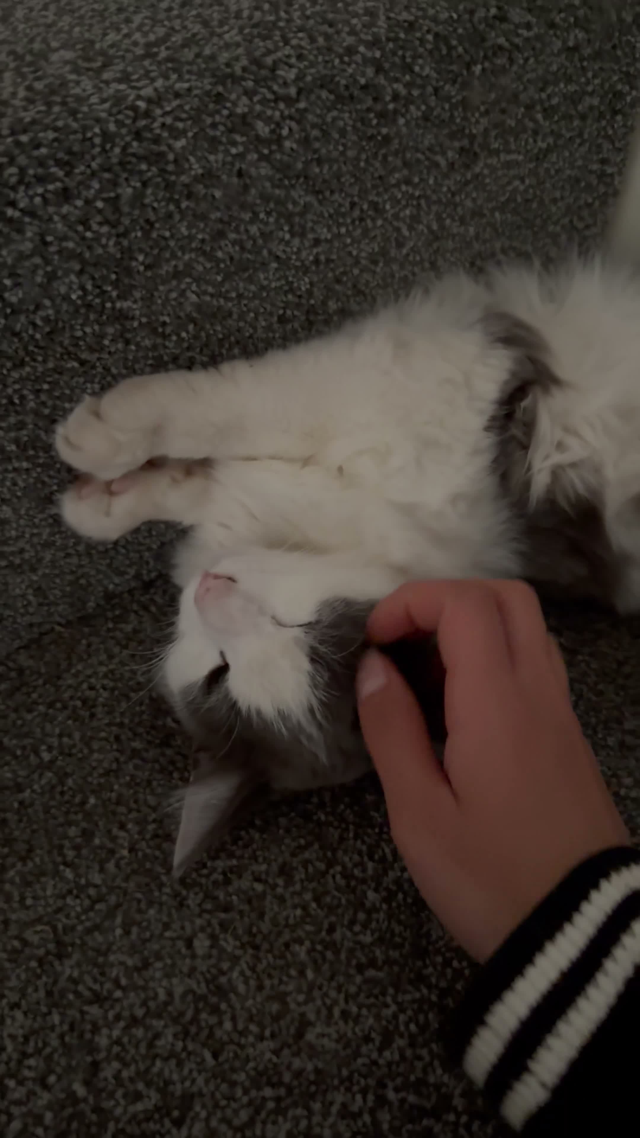 British Longhair cats for sale: Very beautiful female cat  - Video 1