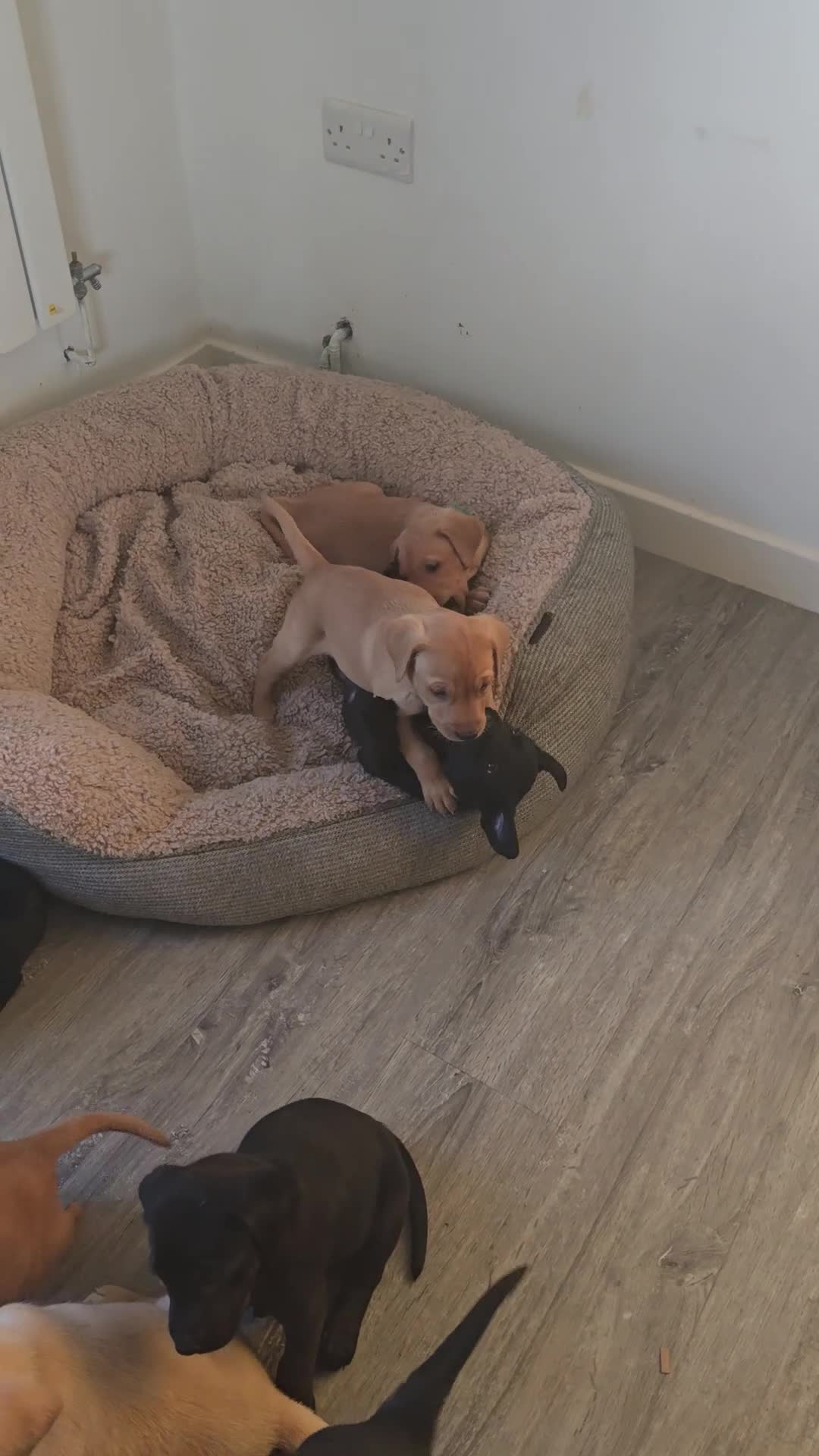 Labrador Retriever dogs for sale: Beautiful Chunky Labrador Puppies in Caernarfon - Video 1