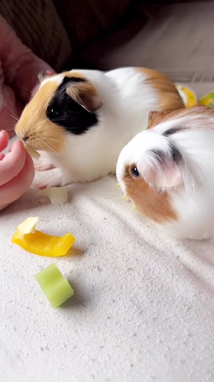 Guinea Pig rodents for sale: 🐹💕 TWO BONDED GUINEA PIGS – C&C SETUP 💕🐹 in Tranent - Video 3