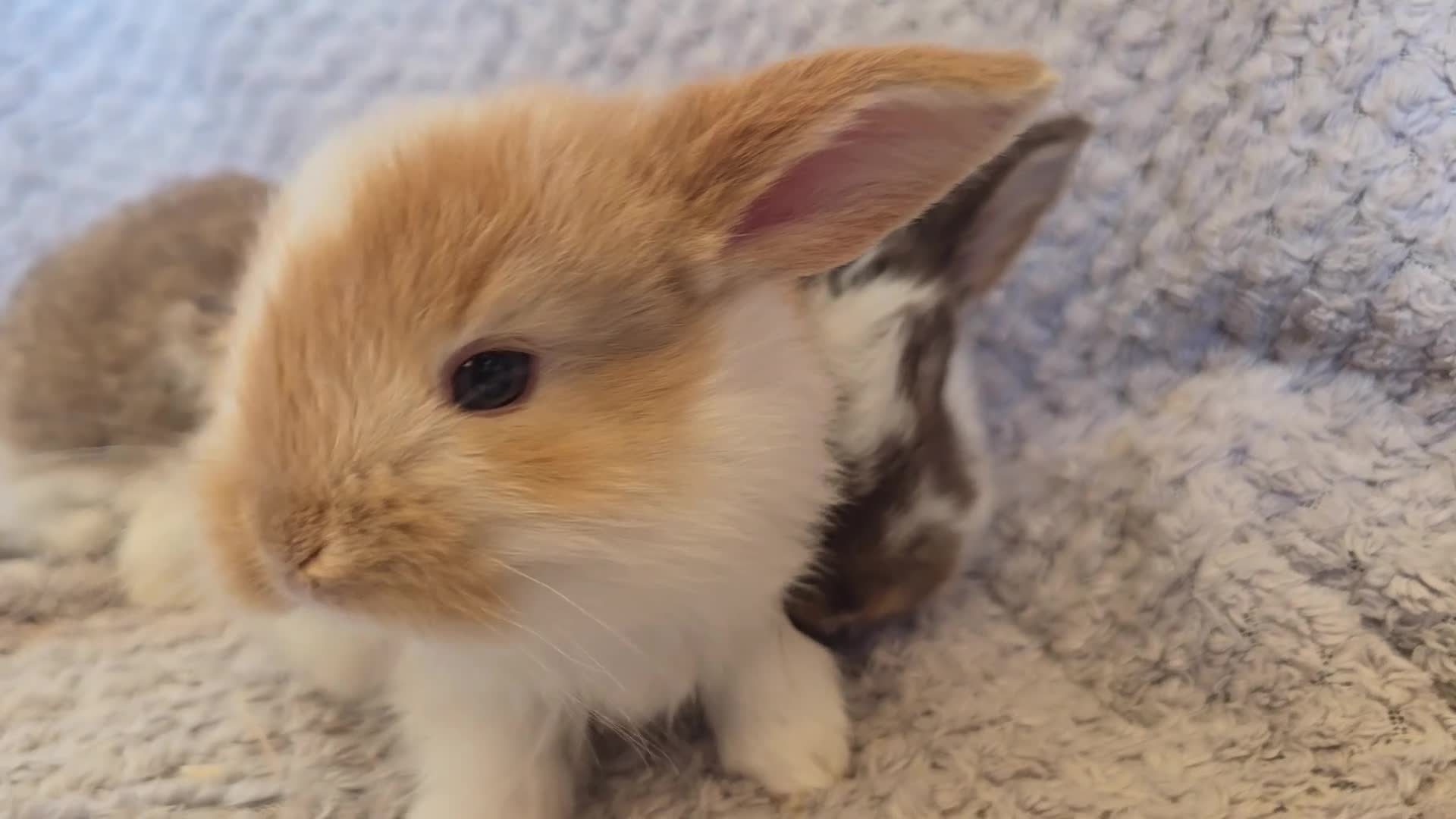 French Lop rabbits for sale: Blue Eye Pedigree French Lop - Video 2