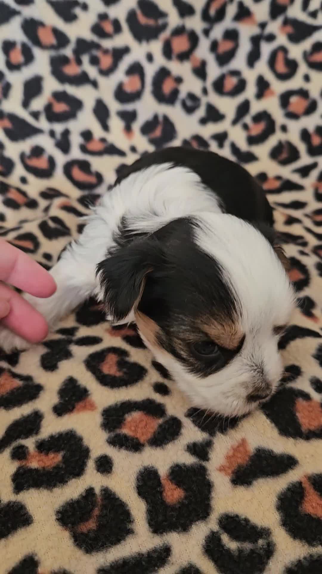 Yorkshire Terrier dogs for sale: DNA tested parents Biewer and Ocean Pearl puppies - Video 4