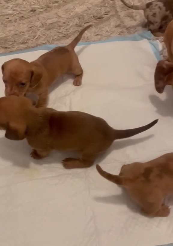 Dachshund dogs for sale: Beautiful miniature dachunds (Home Raised) - Video 2