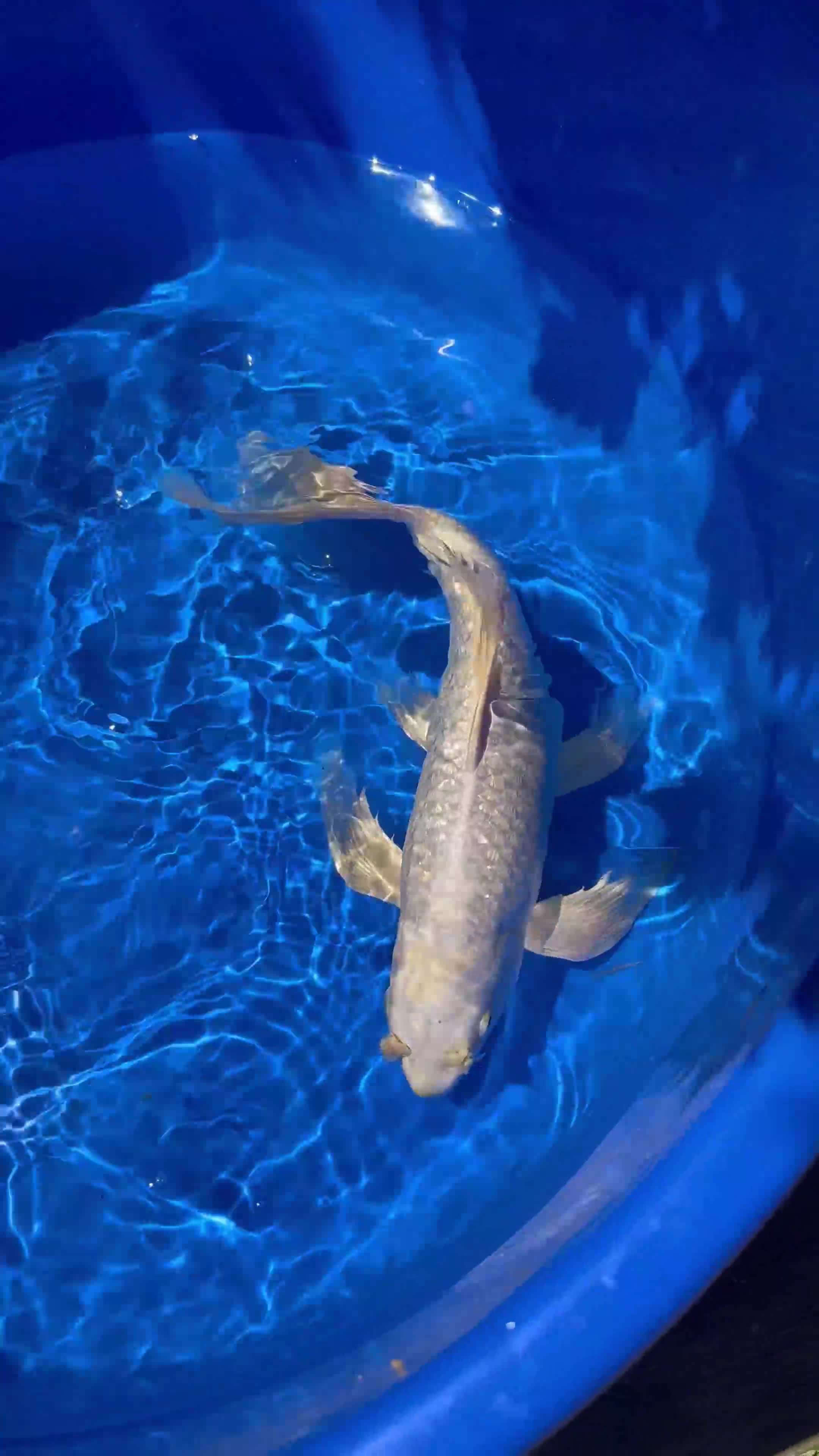 Koi Carp fish for sale: Stunning Japanese Purachina Butterfly Koi - Video 3